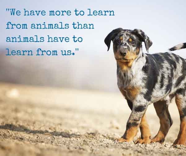 learning from animals
