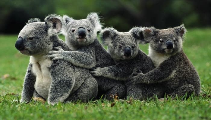 facts on Koalas 