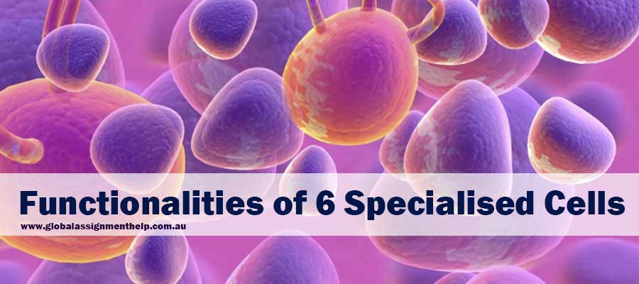Functionalities of 6 Specialised Cells